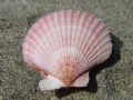 Aequipecten opercularis